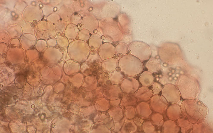 Pluteus chrysophlebius